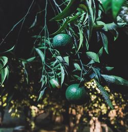 Close-up of fruit growing on tree