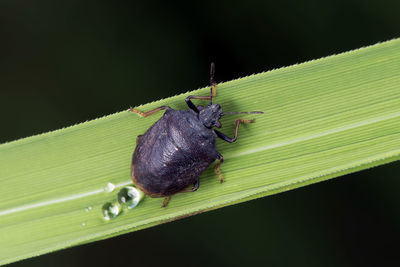 Close-up of insect