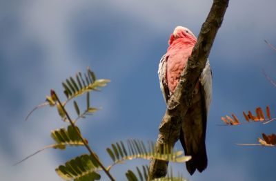 Low angle view of bird perching against sky