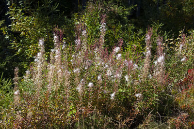 Flowering plants by trees in forest