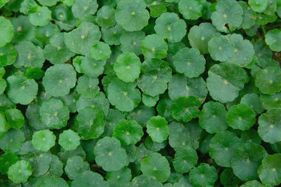 Full frame shot of leaves