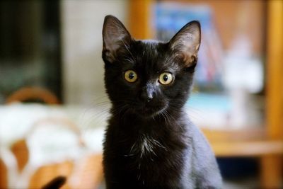 Portrait of black cat at home