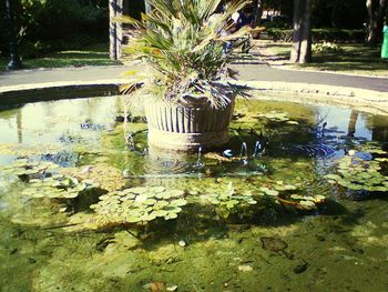 Plant growing in park