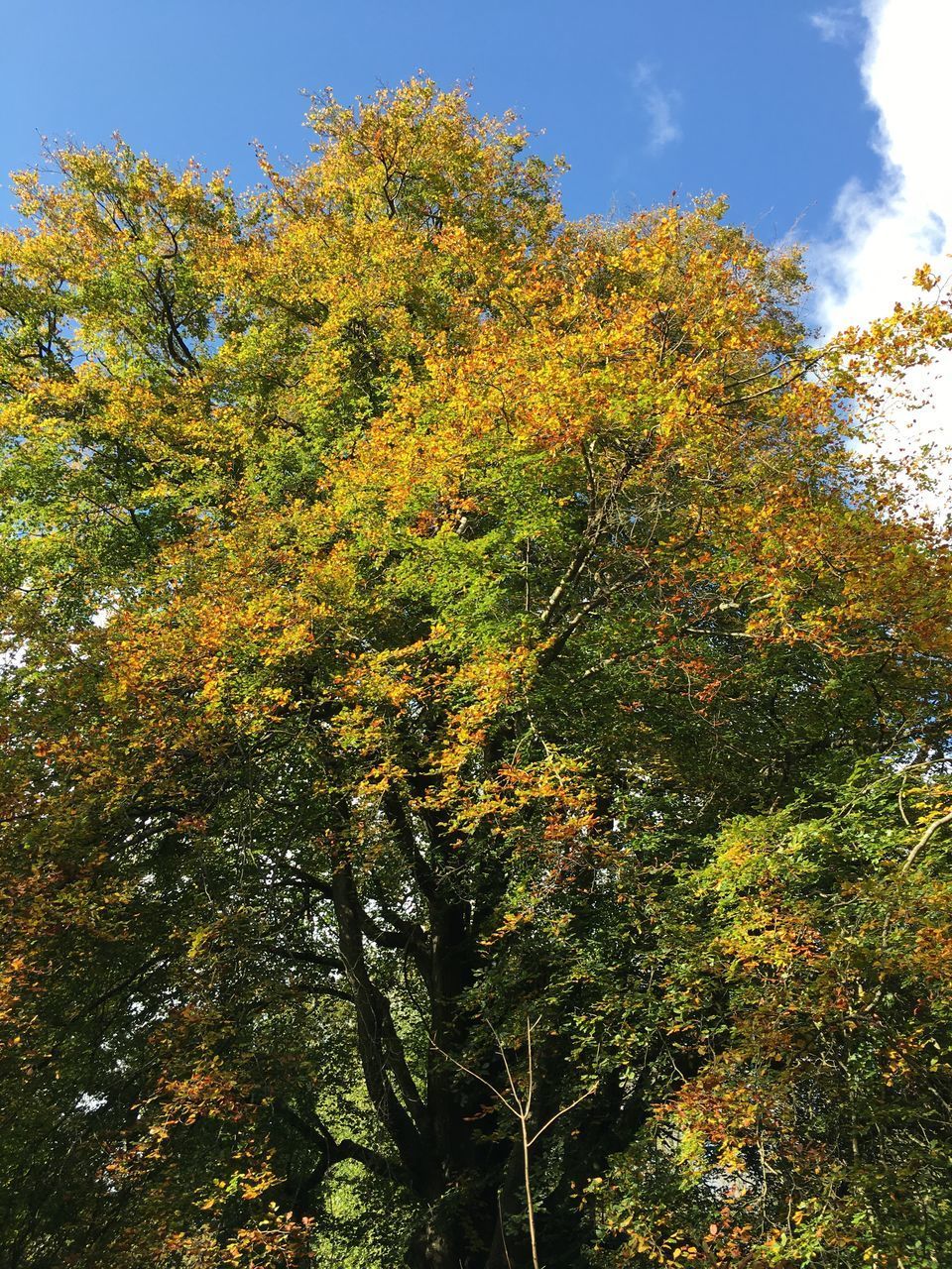 LOW ANGLE VIEW OF TREES AGAINST SKY