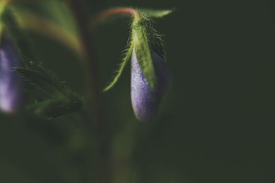 Close-up of purple flower buds