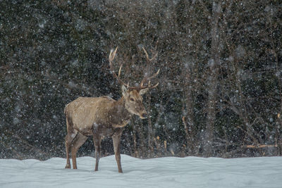 Stag standing on field during snow fall