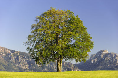 Tree on field against mountains and clear sky