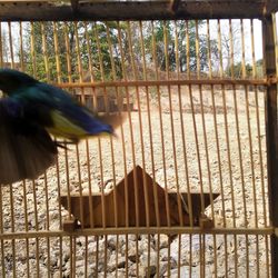 View of bird perching on railing