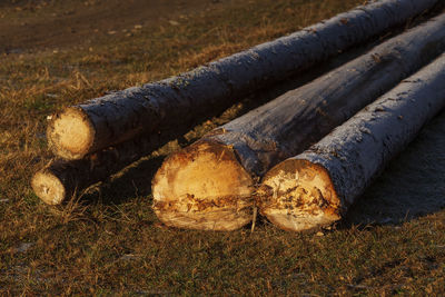 Stack of logs on field