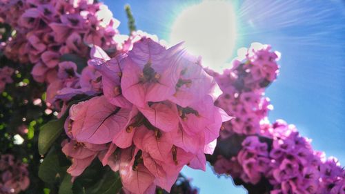 Low angle view of pink flowers