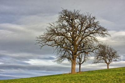 Bare tree on field against sky