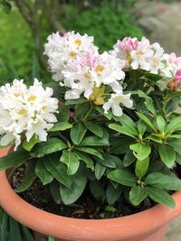 Close-up of potted plant