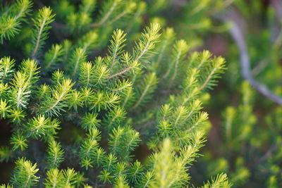 Close-up of fern