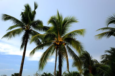 Low angle view of palm trees against sky