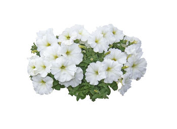 Close-up of white flowering plant