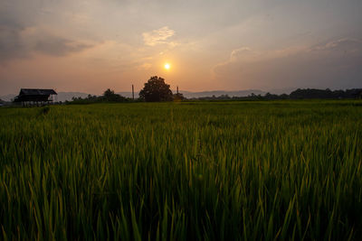 Scenic view of agricultural field against sky during sunset