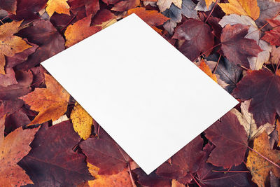 High angle view of dry leaves on empty road