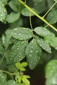 Close-up of wet plant leaves during rainy season