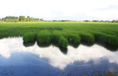 Scenic view of field against sky