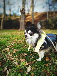 Portrait of dog on field