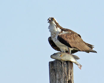 Low angle view of osprey with fish on wooden post against clear sky