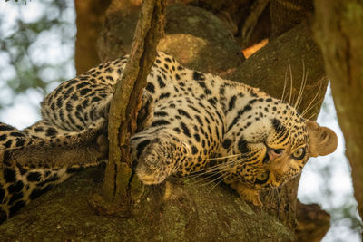 Close-up of leopard lying upside-down on branch