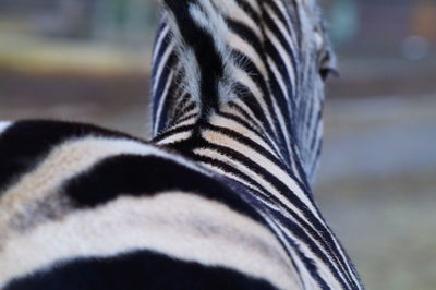 Close-up of a bird