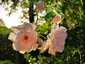 Close-up of white flowering plant