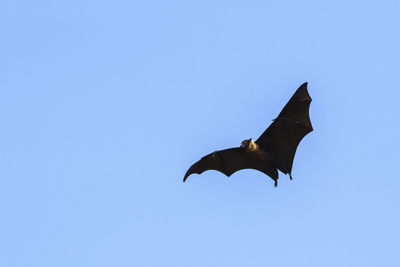 Low angle view of bird flying against clear blue sky