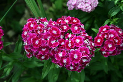 Close-up of pink flowering plants