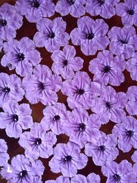 Full frame shot of purple flowering plants