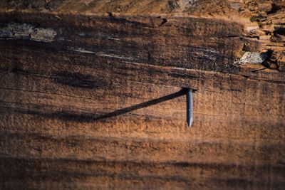 Close-up of nail in wood