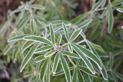 High angle view of flowering plant