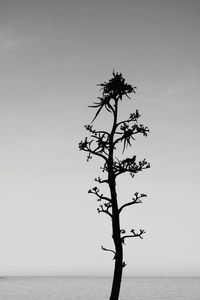 Tree in sea against clear sky