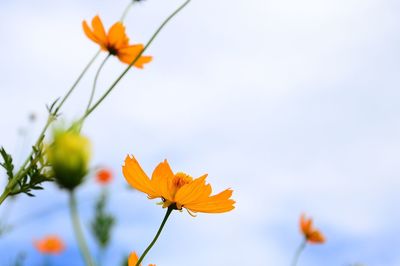 Low angle view of white flower