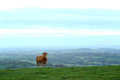 Cow in a field on a hill