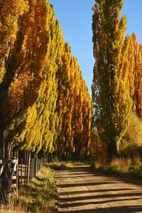 Road amidst trees against sky during autumn