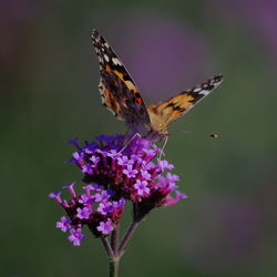 Close-up of butterfly pollinating on purple flower