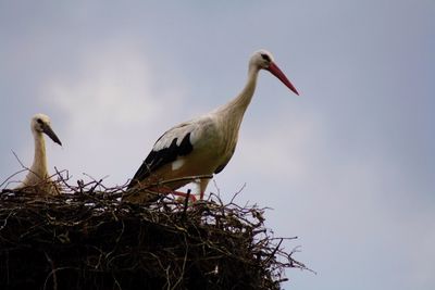 Low angle view of bird perching on plant against clear sky