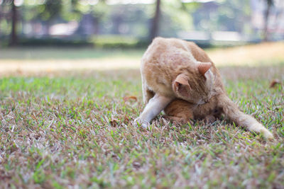 Cat relaxing on field