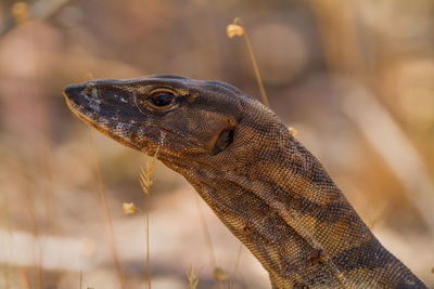 Close-up of lizard