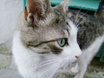 Close-up portrait of cat