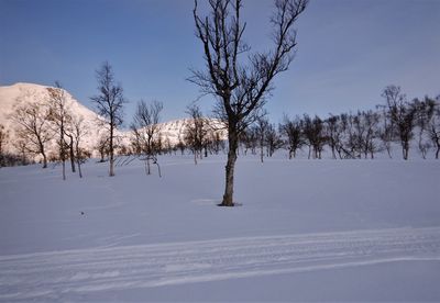 Bare trees on snow covered field against sky