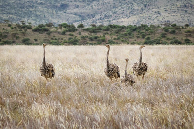 Group of juvenile ostriches in lewa wildlife conservancy, north kenya