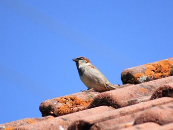 Low angle view of bird perching on rock