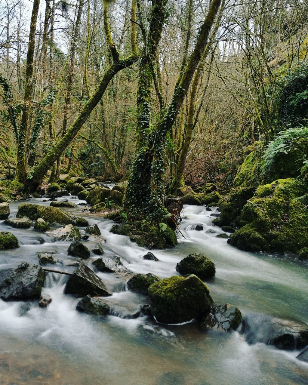 SCENIC VIEW OF STREAM IN FOREST