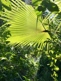 Close-up of palm tree leaves