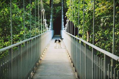 Rear view of dog walking on footbridge