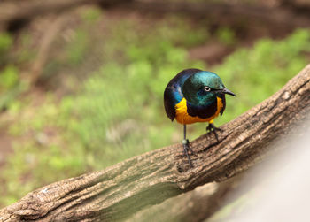 Close-up of superb starling perching on branch