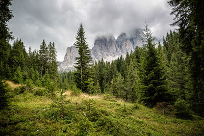 Pine trees in forest against sky